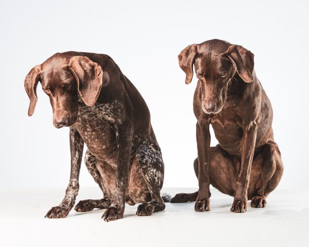 Hunde